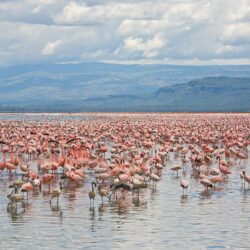 Lesser and Greater Flamingos, Lake Nakuru National Park, Kenya