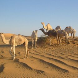 Sahara+Desert+Animals+and+Plants