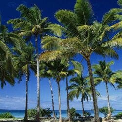 Tonga Tag wallpapers: Tonga Coconut Summer Taunga Palms Island