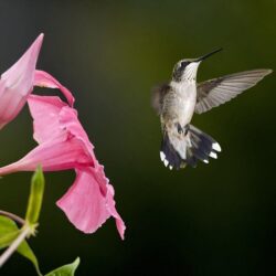 Hummingbird HD Wallpapers
