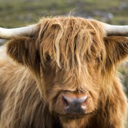 Highland Cow Wallpapers Uk ✓ Fitrini’s Wallpapers