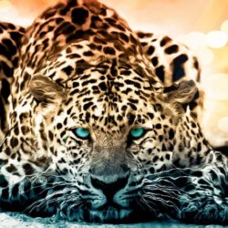 188 Jaguar HD Wallpapers