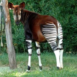 Okapi Wallpapers