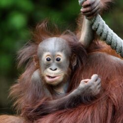 Orangutan HD Wallpapers