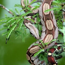 Boa Constrictor Clipart Pet Snake