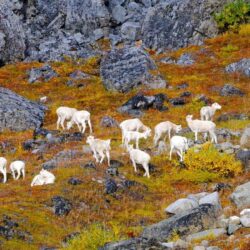 Animal Pictures: View Image of Gates of the Arctic National Park