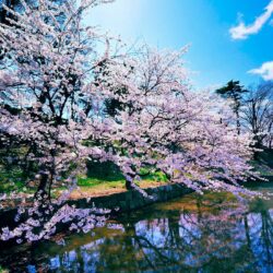 Cherry Blossom Trees Wallpapers