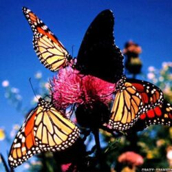 Love Wallpaper: Butterfly Wallpapers