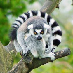 Lemur HD Desktop Wallpapers