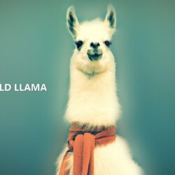 8 Llama Wallpapers