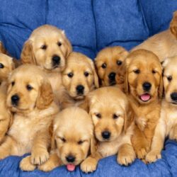cute puppy wallpapers