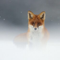 Most Downloaded Fox Animal Wallpapers