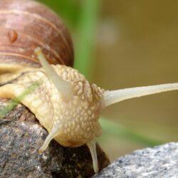 Snails garden snail macro № 27493