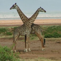 Nature Wallpapers: Giraffe