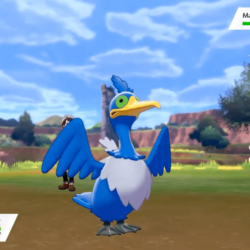 New Pokemon: Cramorant : PokemonSwordAndShield