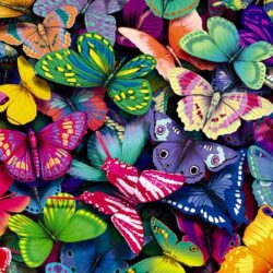 Beauty Blue Butterfly Wallpapers Desktop, Animals Wallpaper, hd