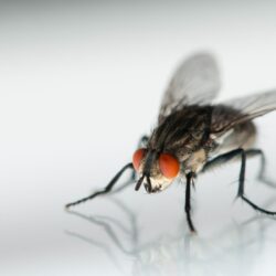 Macro photo of a grey and black Common Housefly HD wallpapers