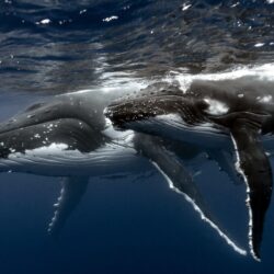 Blue Whale Wallpapers