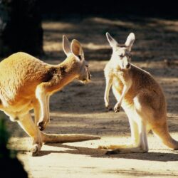 Click here to download in HD Format >> Kangaroo Conversation