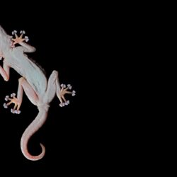 Gecko HD Wallpapers