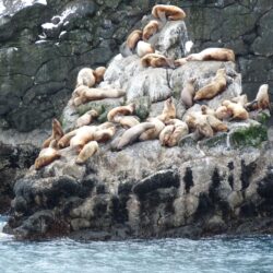 File:Sea lions in Kenai Fjords National Park