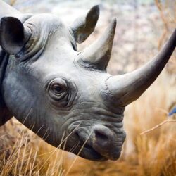 Rhinoceros HD Wallpapers