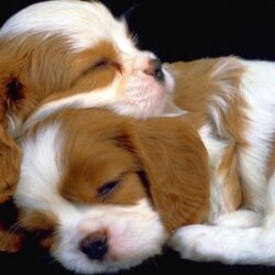 Hd Puppies Wallpapers