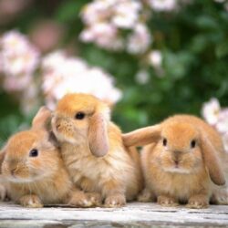 Rabbit Wallpapers For Desktop 9249 Full HD Wallpapers Desktop