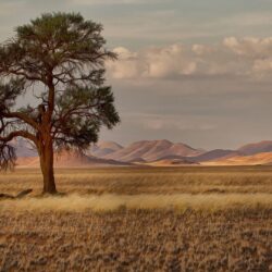 Wallpapers Namibia Nature Meadow Grass Trees