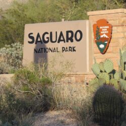 Record Numbers Visit Saguaro National Park, Mirroring National