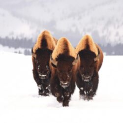 Image For > American Bison Wallpapers