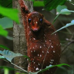 The Sunda flying lemur is not a lemur and does not fly. It’s