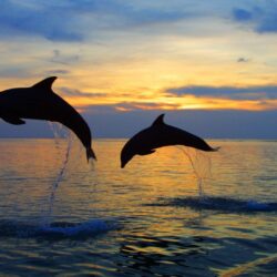 Dolphin Wallpapers 1 For Backgrounds HD