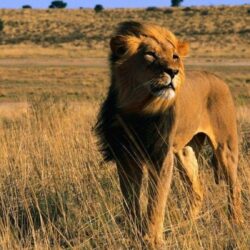 Latest Lion King Male Africa Animal Cat Wallpapers : Desktopaper