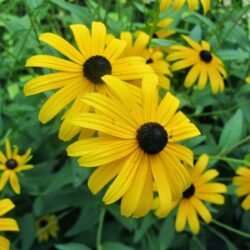 Black Eyed Susan is the state flower.Maryland