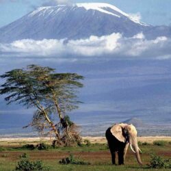 Mount Kilimanjaro and Elephants Wallpapers