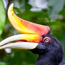 Rhinoceros Hornbill