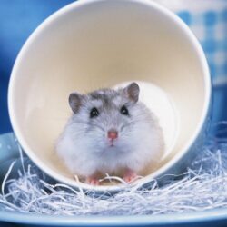 Hamster Wallpapers