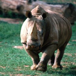Javan Rhinoceros Wallpapers, Top 46 Quality Cool Javan Rhinoceros