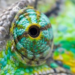 Colorful Lizard Eyes Wallpapers