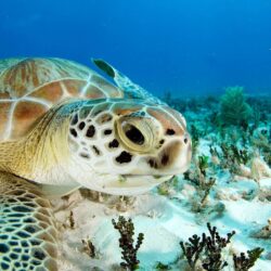 Sea turtle wallpapers #